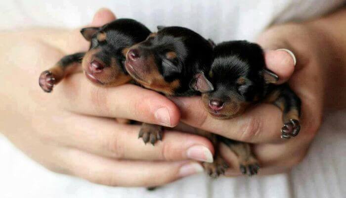 Comprar un cachorro: guía completa para elegir y cuidar a tu nueva mascota 1 Comprar un cachorro: guía completa para elegir y cuidar a tu nueva mascota