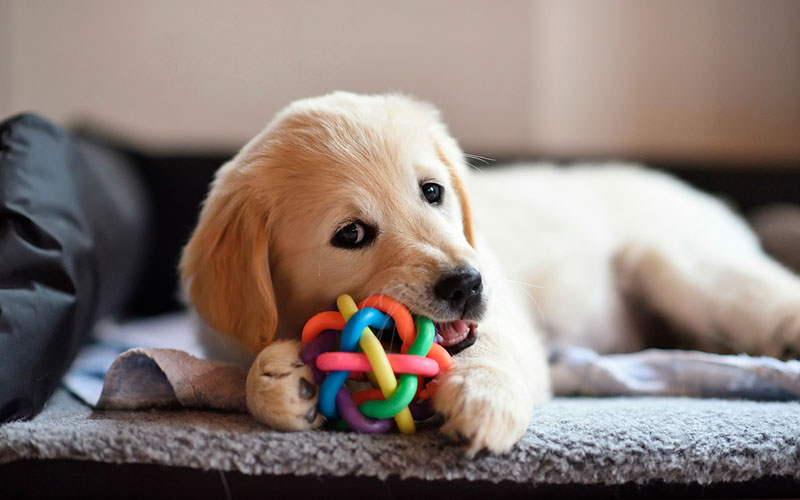 Guía esencial para mantener saludables a tus mascotas 1 Guía esencial para mantener saludables a tus mascotas