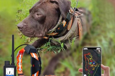 Consejos para usar collares gps para perros de forma segura
