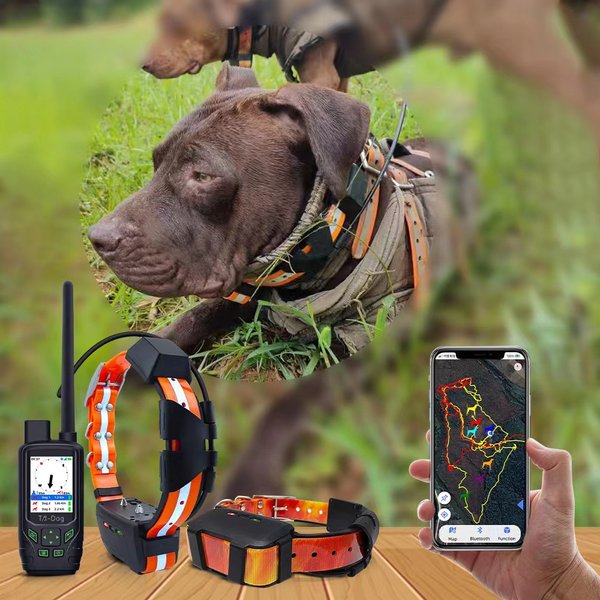 Consejos para usar collares gps para perros de forma segura 1 Consejos para usar collares gps para perros de forma segura