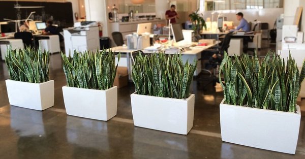 Consejos prácticos para elegir plantas artificiales decorativas ideales 1 Consejos prácticos para elegir plantas artificiales decorativas ideales